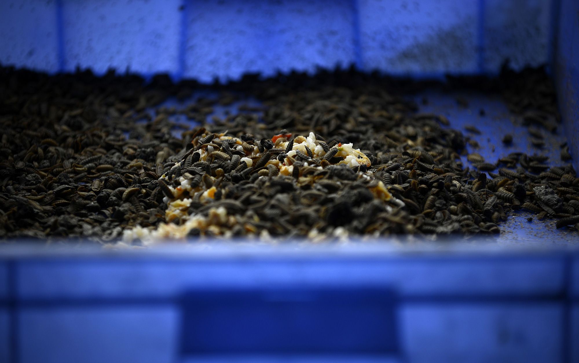 Don’t farm bugs | Aeon