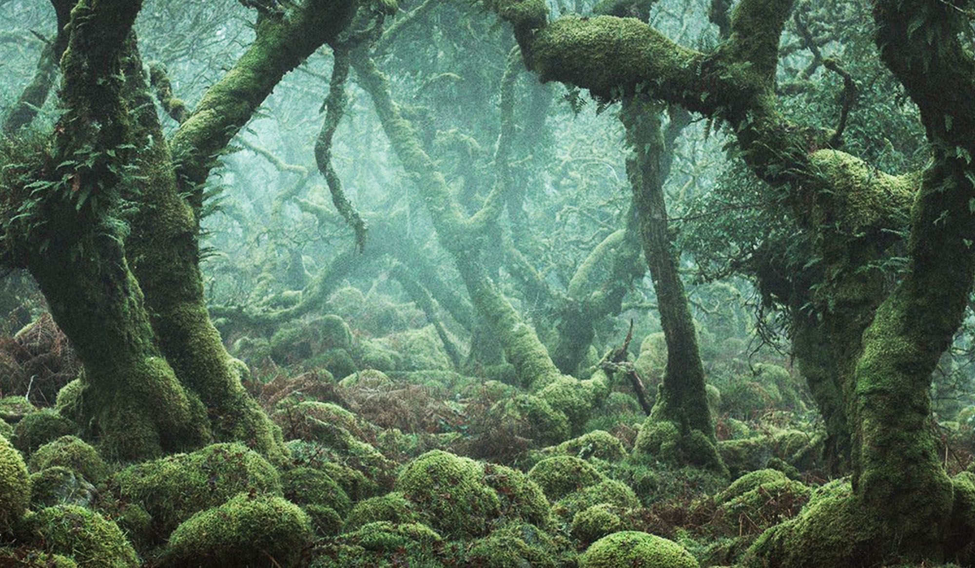 Time travel in Britain’s lost rainforests | Aeon