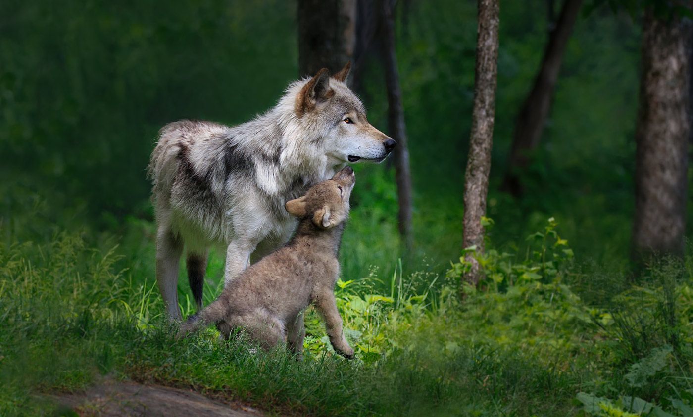 what is the difference between a wolf and a dog