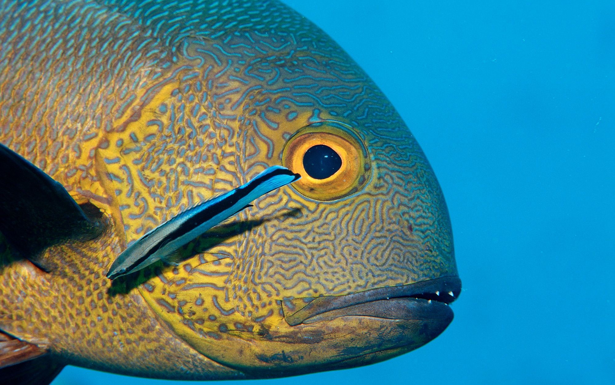 The face of the fish | Aeon