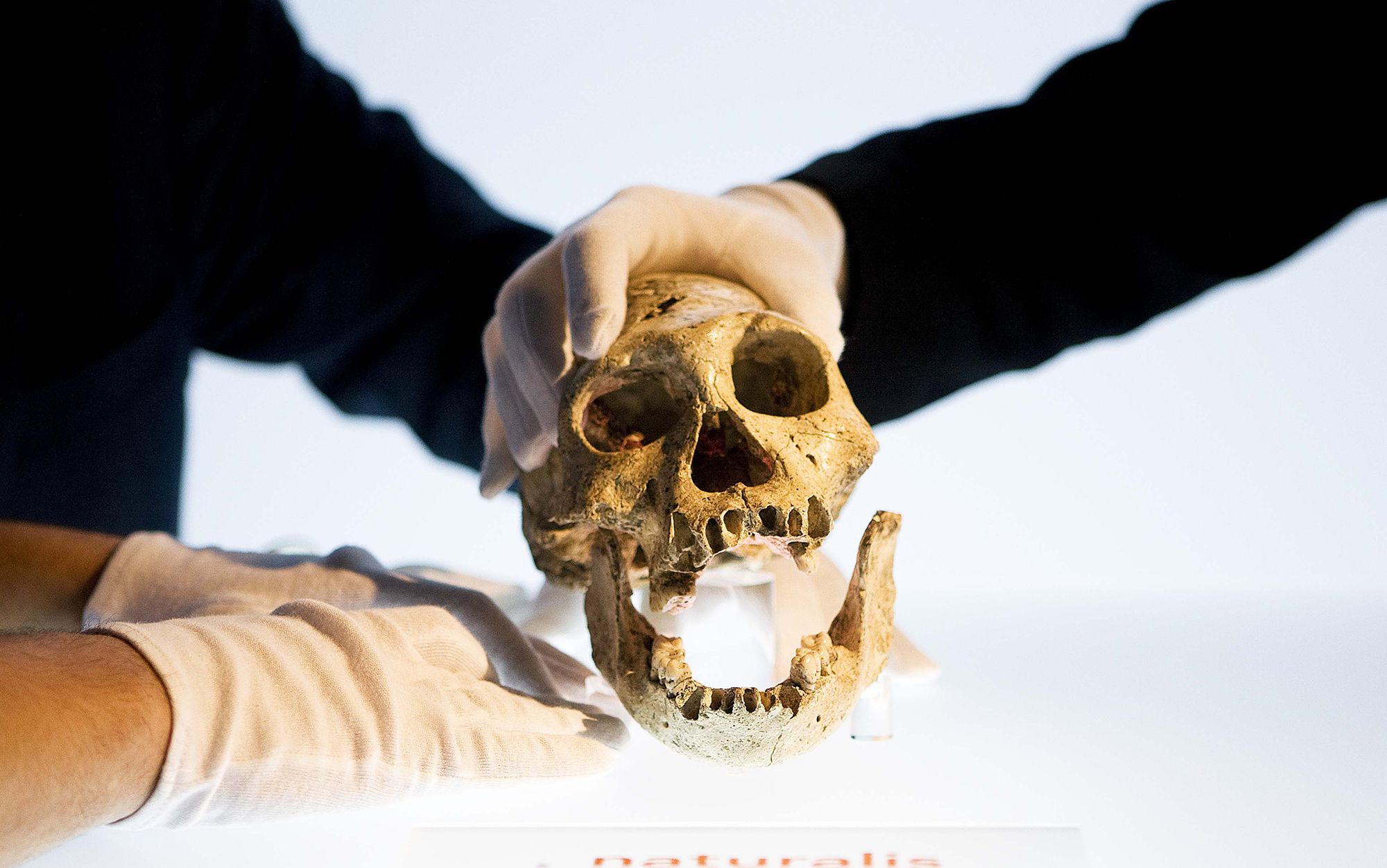 Did Homo erectus speak? | Aeon