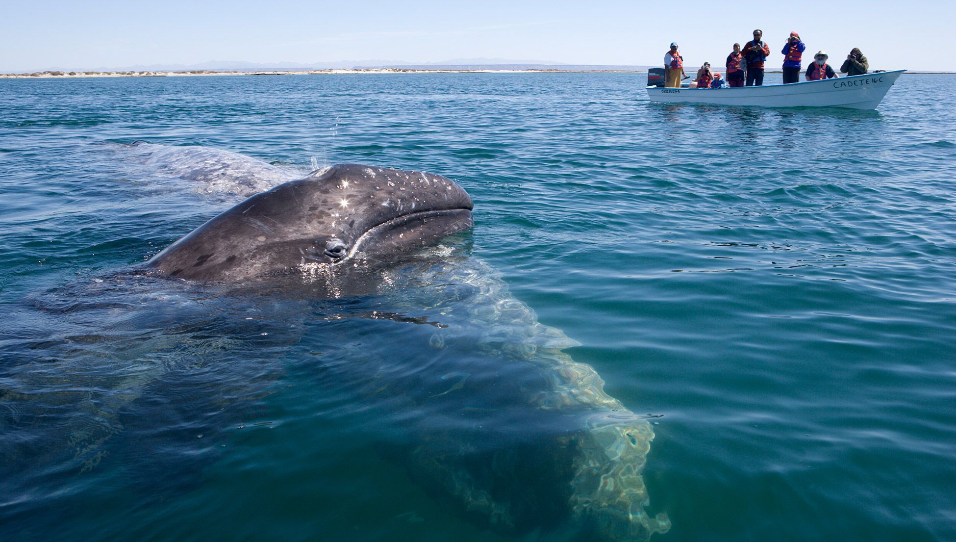 Grey whales taught me how to mother, how to endure, how to live | Psyche