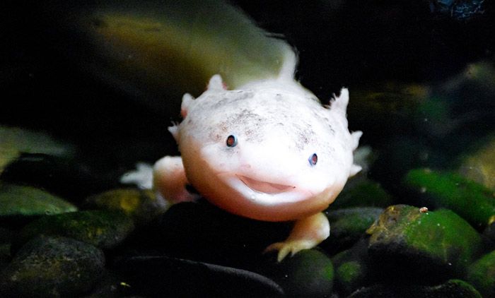 Consider the axolotl: our great hope of regeneration? | Aeon