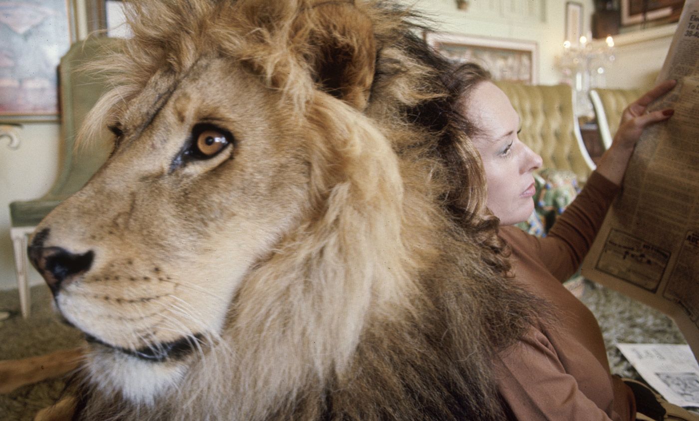 Лева дома. Типпи Хедрен Лев. Лев Типпи Хедрен (Tippi Hedren). Мелани Грифит доманий Лев. Типпи Гриффит и Лев.