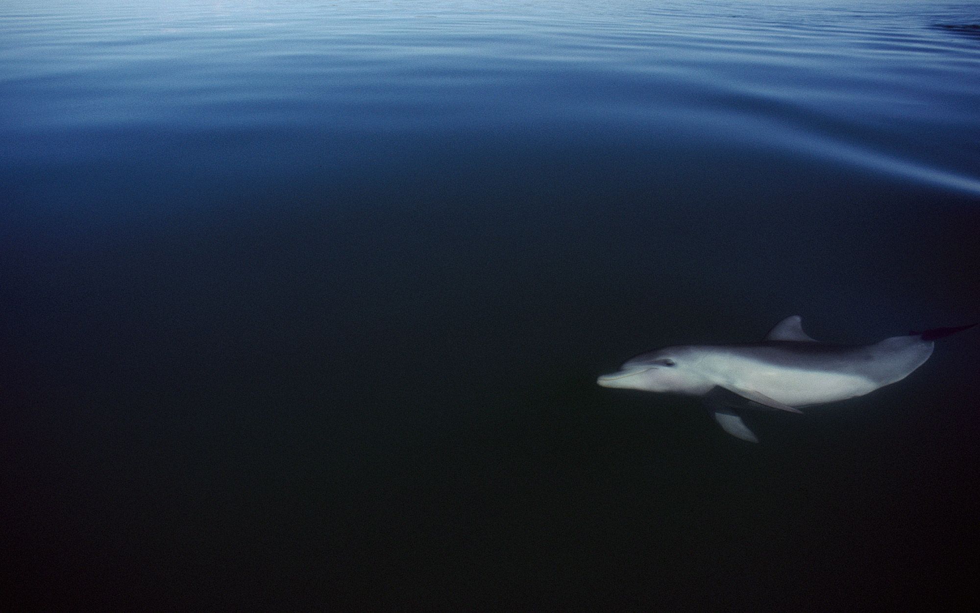 What can dolphins do picture