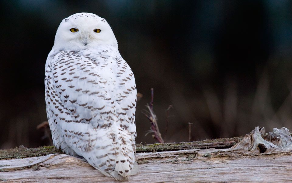 The snowy owl | Aeon