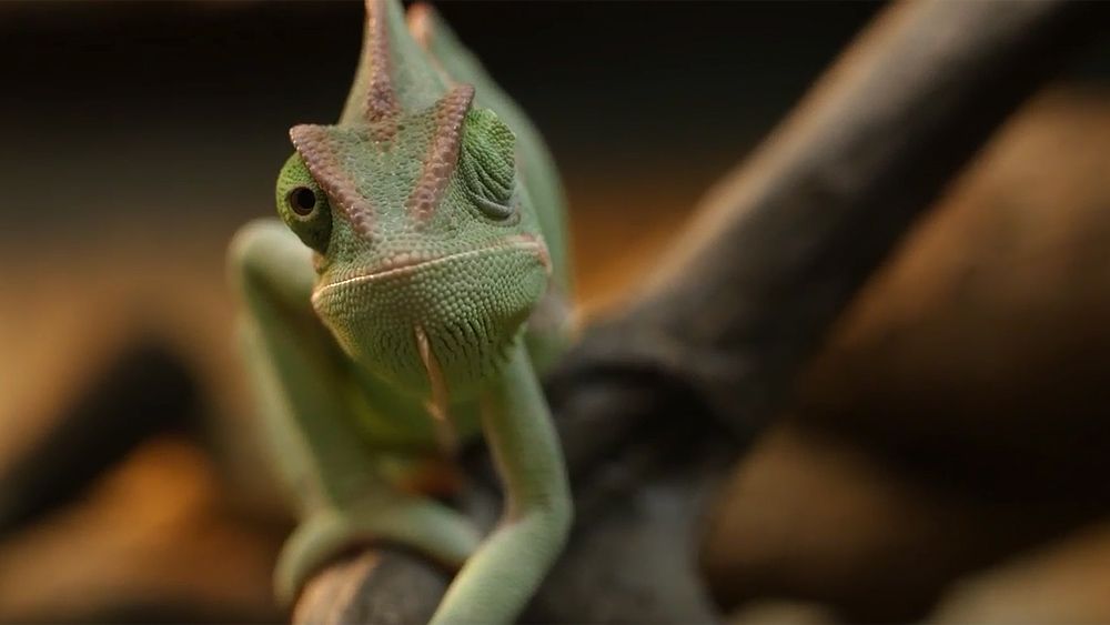 Nature’s mood rings: how chameleons really change colour | Aeon