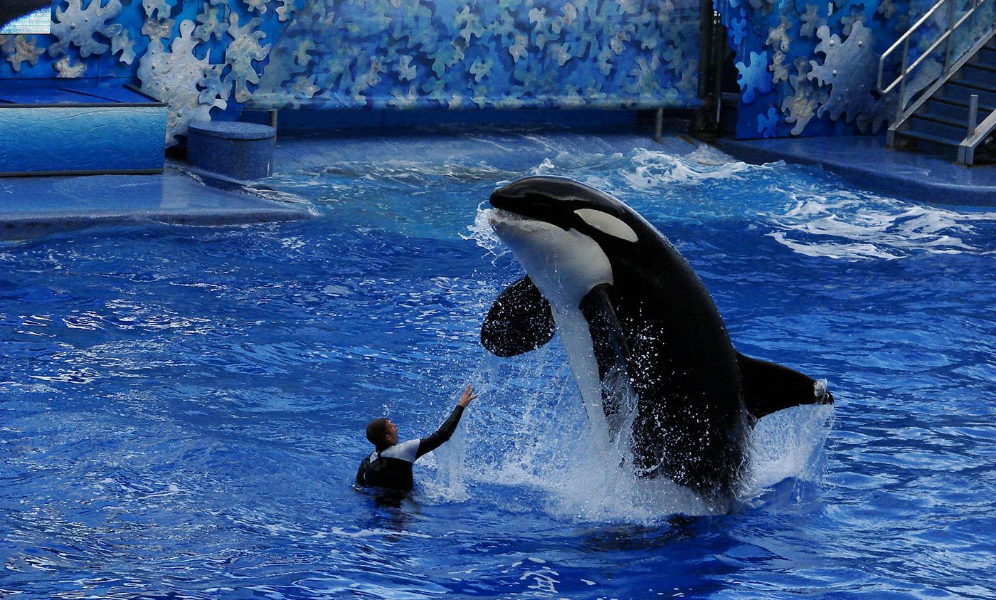 Stop boycotting SeaWorld if you care about marine conservation | Aeon