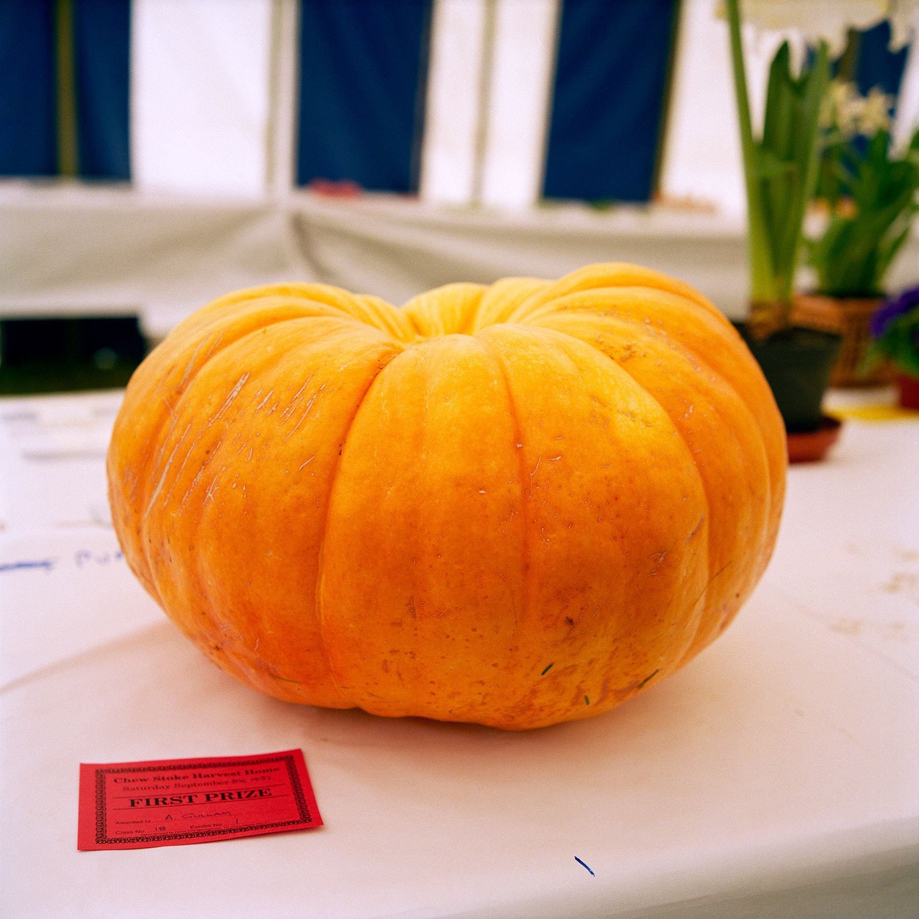 How to put your envy to good use | Psyche