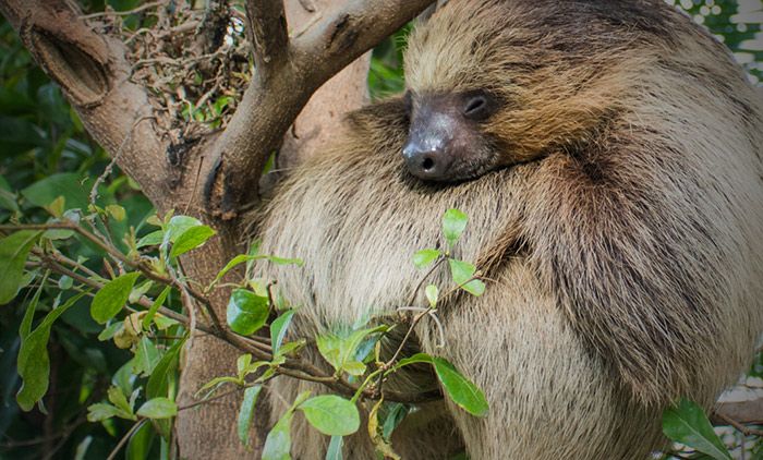 sloth sleeping