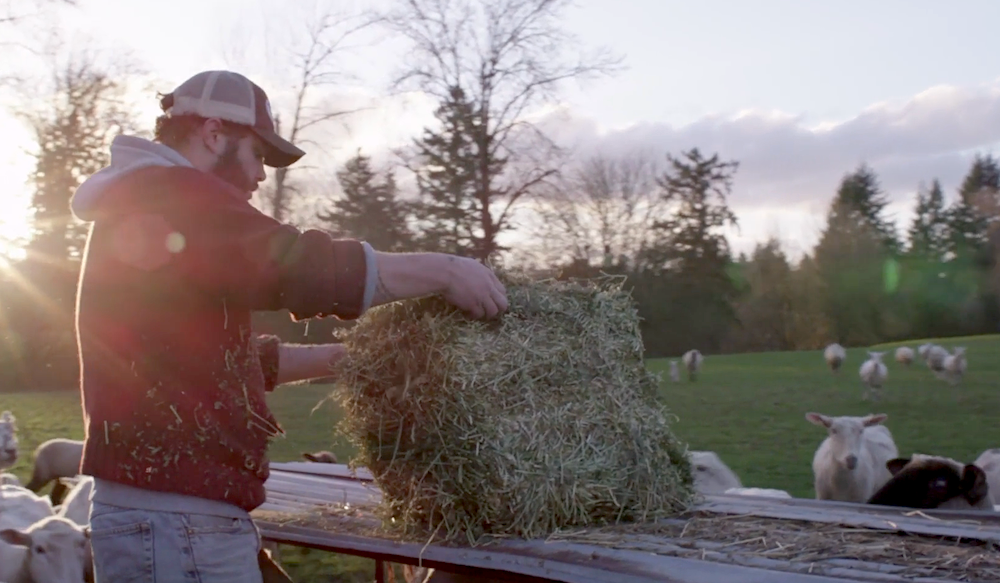 A shepherd | Aeon