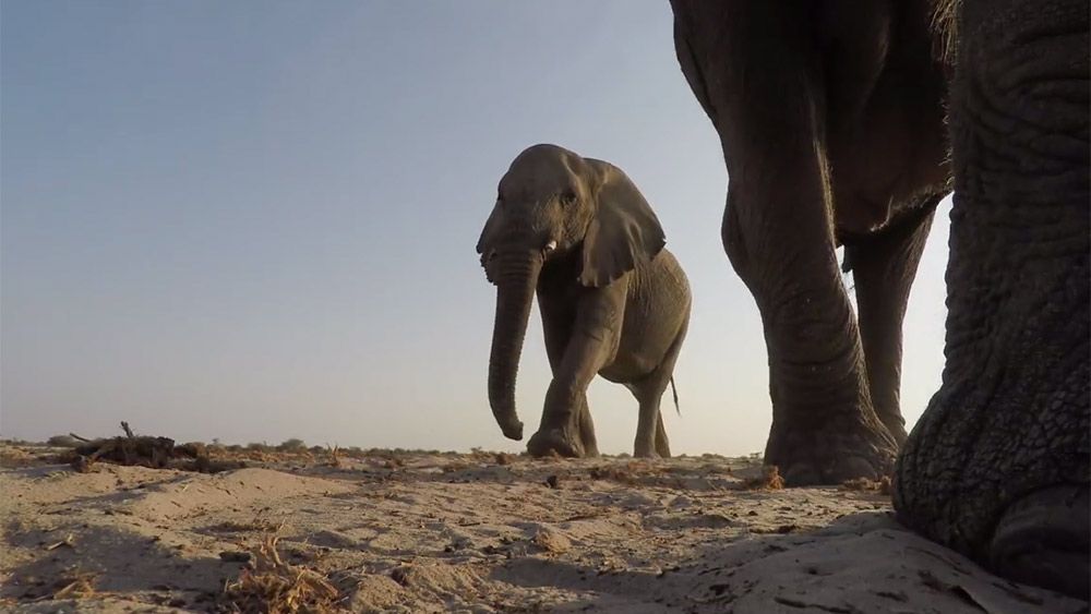 The ‘seismic communication’ of elephants treads a fine line between