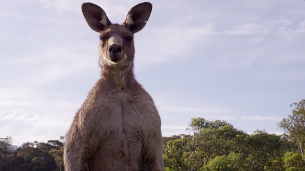 kangaroo fighting