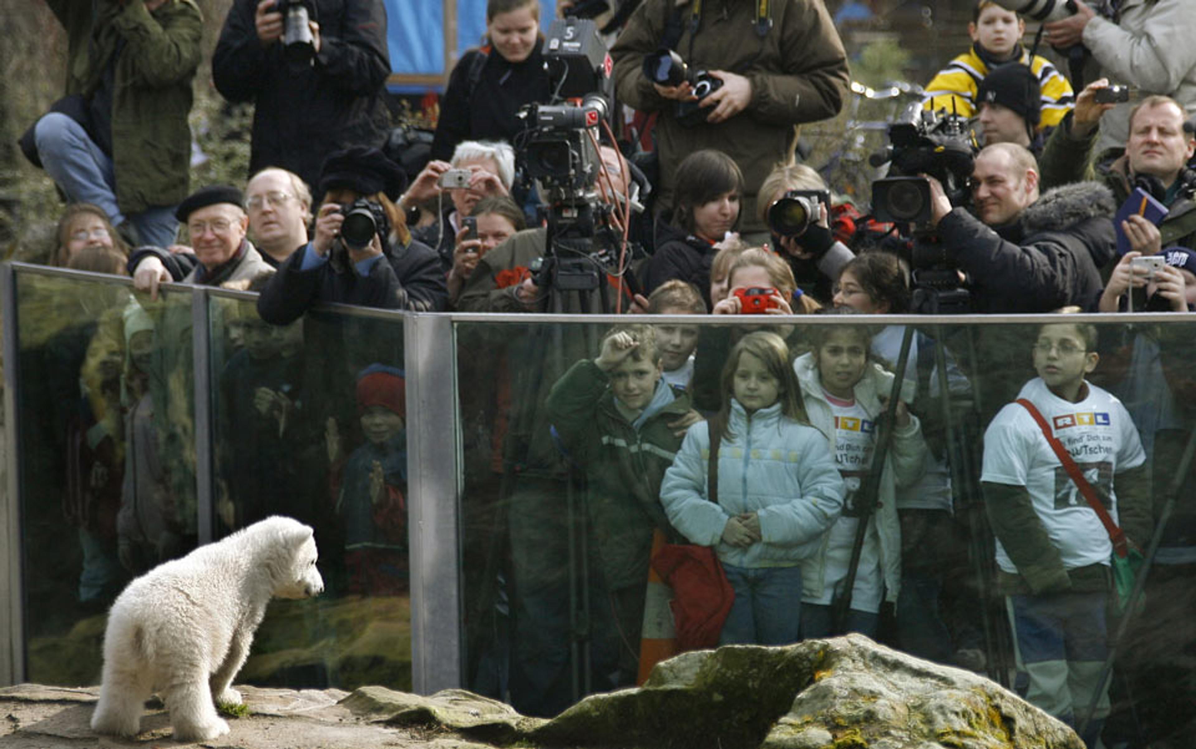 The death of a polar bear and the paradox of captivity